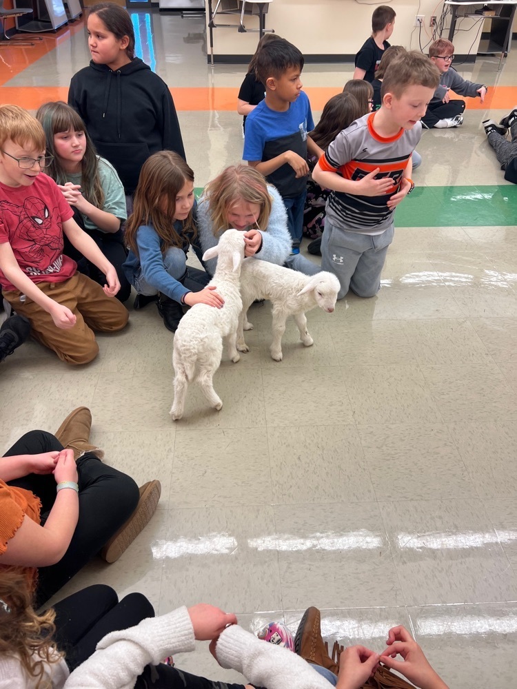 Third grade had a few visitors today! We learned about lambs and how they are raised!🐑